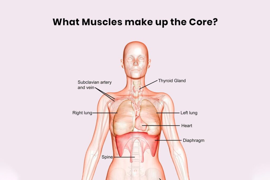 What Muscles make Up The Core 